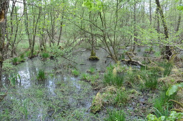 Das Lautermoor ist eines der charakteristischen Biotope des Bienwalds.