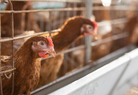 Die Europäische Behörde für Lebensmittelsicherheit (EFSA) empfiehlt unter anderem ein EU-weites Ende der Haltung von Legehennen in Käfigen.