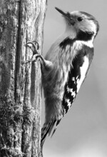 Abb. 2: Mittelspecht. Foto: Matthias Dreizler, www.naturparkfotos.de