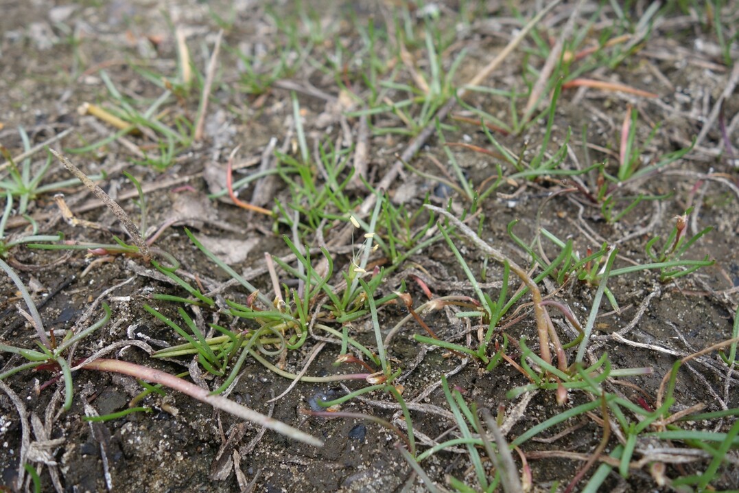 Es dominieren unauffllige Unterwasser-rasen mit kennzeichnenden Arten wie: Europischer Strandling (Littorella uniflora), Wasser-Lobelie (Lobelia dortmanna), See-Brachsenkraut (Isotes lacustris) und Froschkraut (Luronium natans).