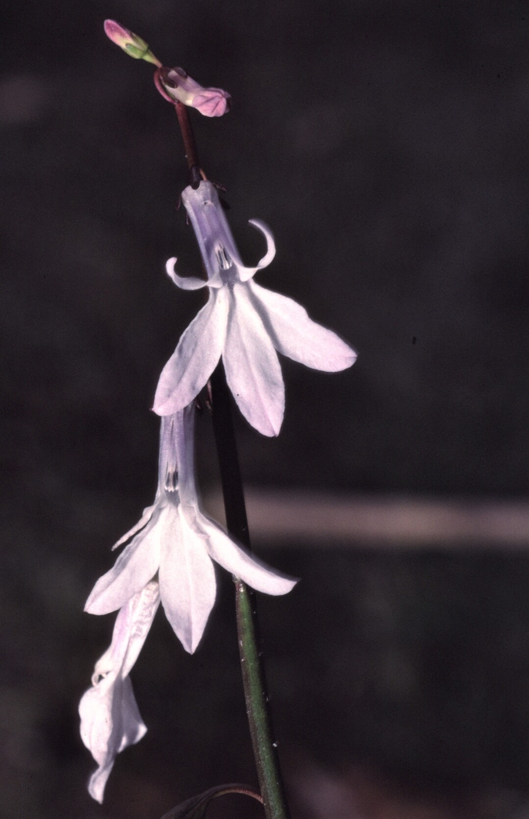 Es dominieren unauffllige Unterwasser-rasen mit kennzeichnenden Arten wie: Europischer Strandling (Littorella uniflora), Wasser-Lobelie (Lobelia dortmanna), See-Brachsenkraut (Isotes lacustris) und Froschkraut (Luronium natans).