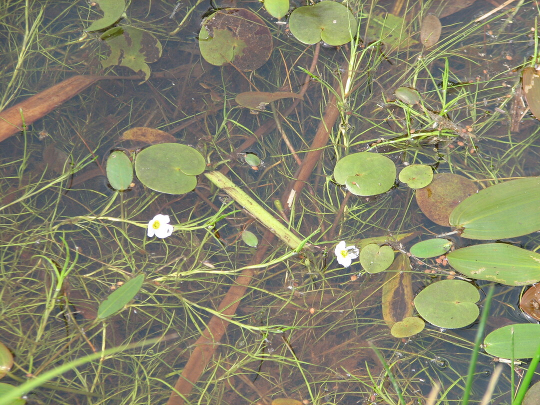 Es dominieren unauffllige Unterwasser-rasen mit kennzeichnenden Arten wie: Europischer Strandling (Littorella uniflora), Wasser-Lobelie (Lobelia dortmanna), See-Brachsenkraut (Isotes lacustris) und Froschkraut (Luronium natans).