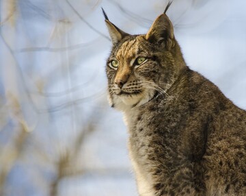 Eurasischer Luchs