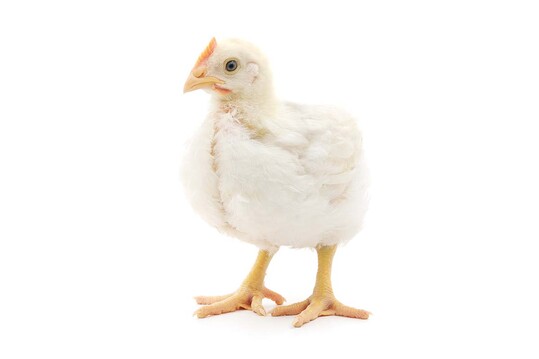 Dänemark setzt sich für langsam wachsende Masthähnchen und EU-weite Maßnahmen zum Tierschutz ein.