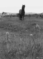 Abb. 5: Botanischer Zielartenschutz und großflächige Beweidung sind kein Gegensatz – Helmknabenkraut (Orchis militaris) auf großflächiger Konik-Weide. Foto: Georg Hille