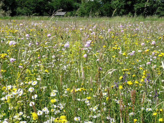 Artenreiche Fettwiese