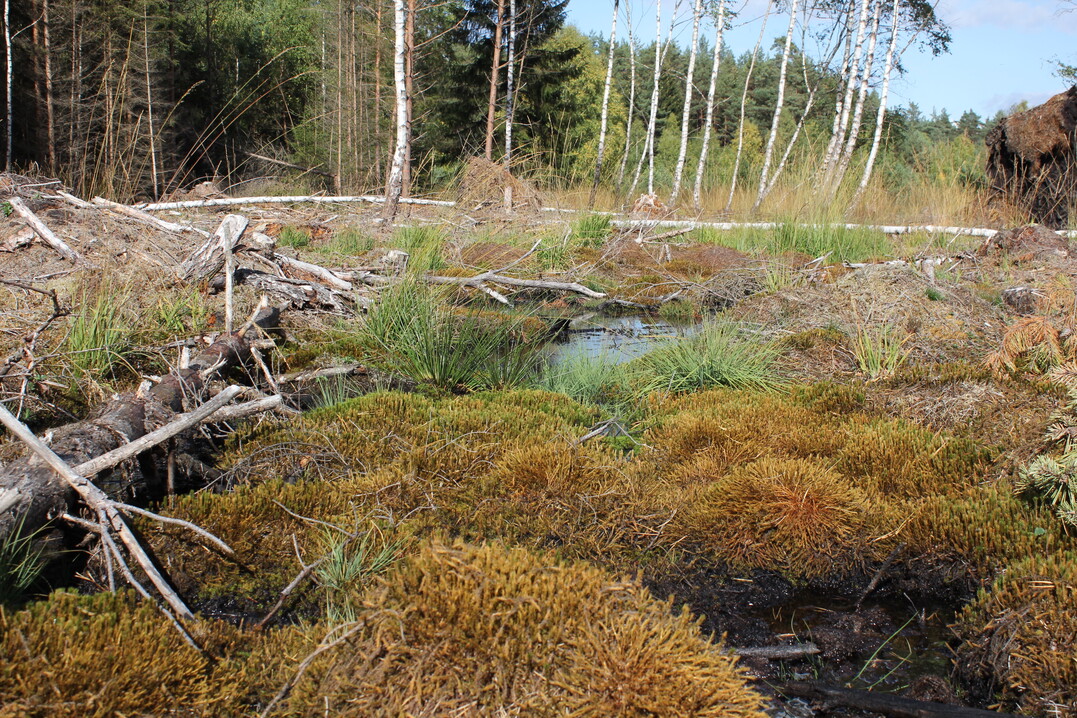 Wiedervernässungsmaßnahmen stellen einen wesentlichen Schwerpunkt bei der Renaturierung des Moors dar.