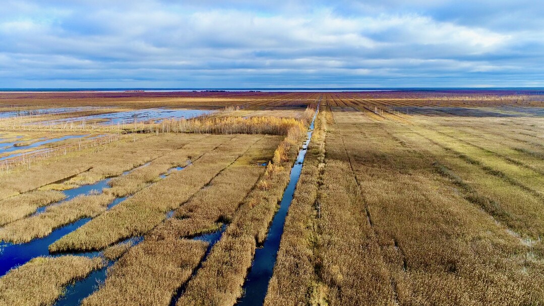 Das Hochmoor Orshinski Mokh in der Provinz Tver in der Russischen Fderation wurde zwischen 1930 und 1990 zu einem Viertel fr den Torfabbau entwssert. Der Torf diente als Brennstoff fr ein naheliiegendes Kraftwerk. Von 2012 bis 2019 wurden fast 12.000 ha dieses Moors renaturiert. Das von der Bundesregierung finanzierte Monitoring der Renaturierung wurde 2022 durch den Beginn des Krieges in der Ukraine ausgesetzt.