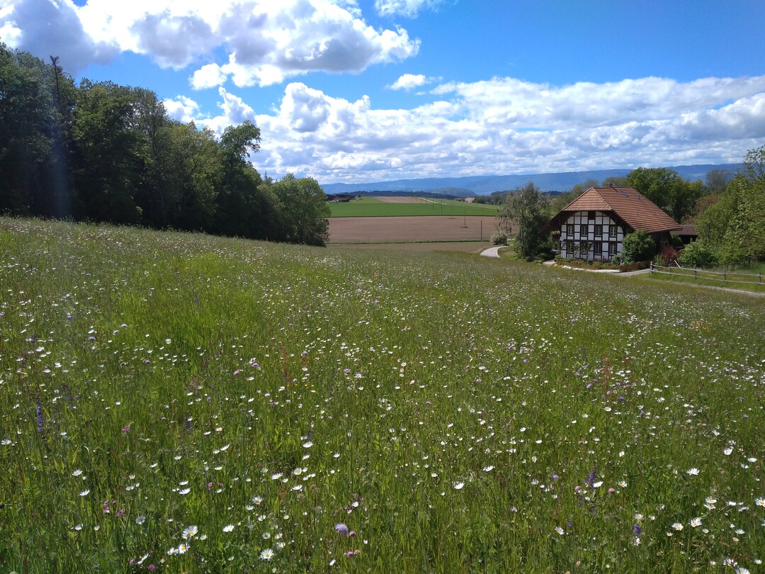Die gleiche Wiese nach der Renaturierung (2021). Hier wurde das Saatbett zur Vorbereitung gepflgt und mit autochthonem Saatgut angest.
