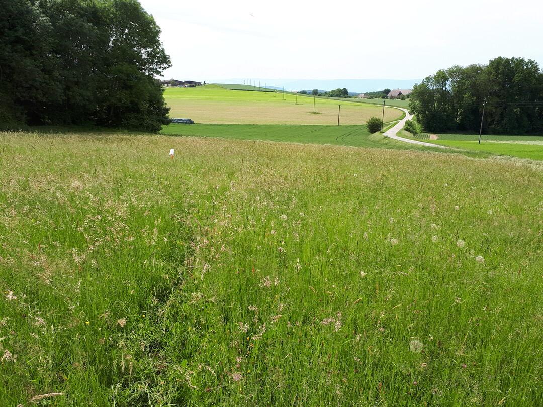 Eine artenarme Wiese vor der Renaturierung (2018).