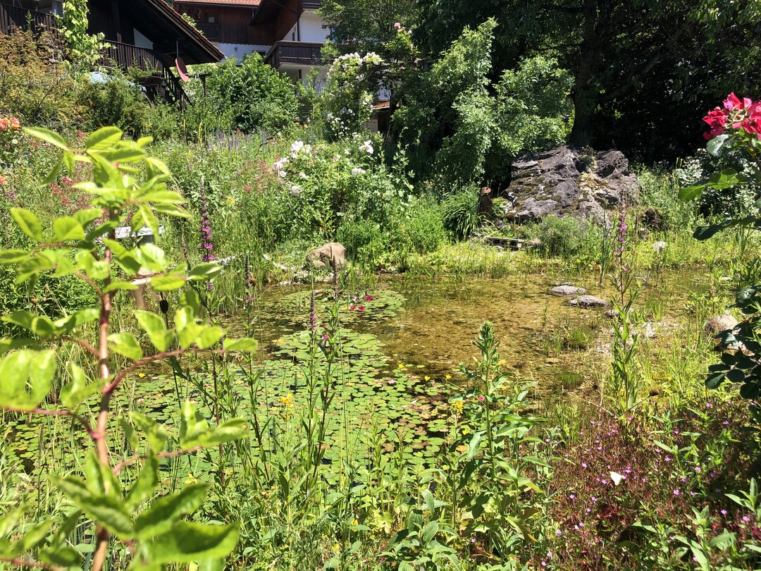 Weshalb gibt es eigentlich kaum noch Gartenteiche? Teiche brauchen kaum Pflege und sind Orte voller Leben. Mcken mgen Gartenteiche brigens nicht. Ihre Larven gedeihen eher in Pftzen und Wassereimern, in denen keine Fressfeinde warten.