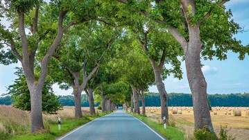 Eschen-Allee im Sptsommer  das Siegerfoto von Karsten Kriedemann
