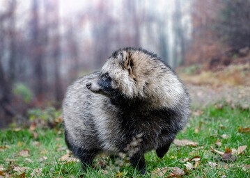 Marderhunde, die unter anderem als bertrger von Coronaviren (u.a. SARS-CoV-2) gelten, haben das Potenzial, sich in Zukunft in Europa strker auszubreiten. 