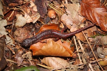 Ein Individuum der kleinen Population von Hhlensalamandern im Weserbergland/Solling, Niedersachsen. Die Tiere wurden jetzt sowohl durch genetischen Nachweis als auch aufgrund des ueren Erscheinungsbilds als Speleomantes italicus bestimmt. 