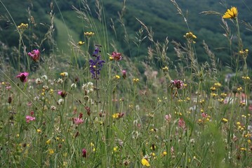 In den Gipfelzonen der Alpen steigen die Artenzahlen derzeit durch einwandernde Arten. Langfristig jedoch werden sie sinken, vermuten die Forschenden.