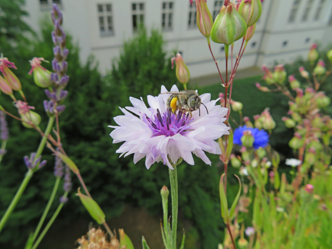 Eine Vierfleck-Pelzbiene (Anthophora quadrimaculata) sitzt auf einer Kornblume (Cyanus segetum). Sie nistet im Boden.