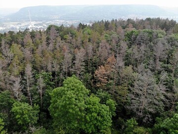 Kiefernsterben in Thringen in der Nhe von Jena.