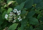 Die neu beschriebene Brombeer-Art Rubus cuspidatoides. Die Art ist bisher nur aus Hessen bekannt und in ihrer Verbreitung im Wesentlichen auf die Hessische Rheinebene und den Odenwald beschränkt.