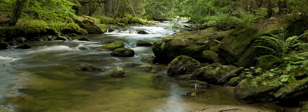 Mittelgebirgsbach im Nationalpark Bayerischer Wald