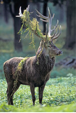 <strong>Abb. 2: </strong>Rothirsch das größte wilde Säugetier in Hessen. © Manfred Delpho Red deer: The biggest wild mammal in Hesse.