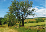 <strong>Abb. 4: </strong>Steinrücken mit Ebereschen („Vogelbeerbaum“) zwischen den Bergwiesen. © Olaf Bastian Agricultural clearance cairn with mountain ashes between mountain meadows.
