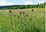 <strong>Abb. 3: </strong>Typische Bergwiese im Osterzgebirge. © Olaf Bastian Typical mountain meadow in the Osterzgebirge.