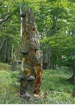 <strong>Abb. 5: </strong>Naturnahes Waldstück im Osterzgebirge. © Olaf Bastian Near-natural forest stand in the Osterzgebirge.
