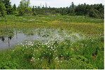 <strong>Abb. 6: </strong>Hochmoor im Osterzgebirge. © Olaf Bastian Raised bog in the Osterzgebirge.