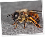 Männchen der Rostroten Mauerbiene (Osmia bicornis)