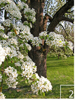 2 Solche blütenreichen Baumbestände finden sich heute auf der Roten Liste der gefährdeten Biotoptypen wieder.