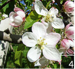 4 Auch der Blütenreichtum der Obstwiesen ist dem Artenreichtum förderlich.