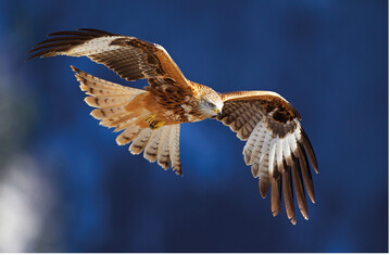 Abb.1: Der Rotmilan (Milvus milvus ), eine Verantwortungsart Deutschlands. © C.F. Robiller/www.naturlichter.de