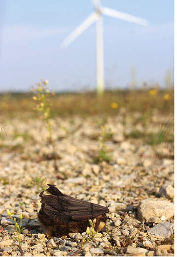 Abb.1: Totfund einer Rauhautfledermaus (Pipistrellus nathusii ) whrend der Zugzeit an einem Windkraft-Standort mit vermeintlich niedriger Fledermausaktivitt. ©Christian C. Voigt