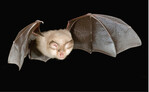 Abb. 1: Die Kleine Hufeisennase (Rhinolophus hipposideros ) gehört zu den eng strukturgebunden fliegenden Fledermäusen und eignet sich besonders als Modellorganismus für das Zaunexperiment. © Alexander Claußen
