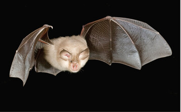 Abb.1: Die Kleine Hufeisennase (Rhinolophus hipposideros ) gehrt zu den eng strukturgebunden fliegenden Fledermusen und eignet sich besonders als Modellorganismus fr das Zaunexperiment. ©Alexander Clauen