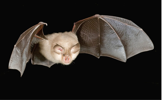 Abb.1: Die Kleine Hufeisennase (Rhinolophus hipposideros ) gehrt zu den eng strukturgebunden fliegenden Fledermusen und eignet sich besonders als Modellorganismus fr das Zaunexperiment. ©Alexander Clauen