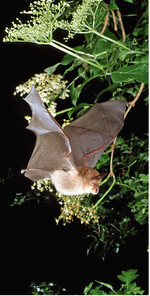 Abb. 9: Die Kleine Hufeisennase lebt in einer kleinen Welt. Von ihren Wochenstuben aus fliegen die Weibchen jede Nacht zu Jagdgebieten im Wald, die im Umkreis von nur 4 km zu ihrem Quartier liegen. Dabei fliegen sie in der Landschaft dicht entlang von Vegetationsstrukturen wie Hecken, Alleen oder Wäldern. Dort, wo sie offene Flächen (oder eine Straße) queren müssen, fliegen sie sehr dicht über dem Boden. © Frank Greenaway, The Vincent Wildlife Trust