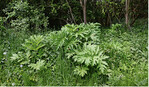 Der Riesenbärenklau (Heracleum mantegazzianum) gilt durch seine phototoxischen Eigenschaften als gefährlicher Neophyt.