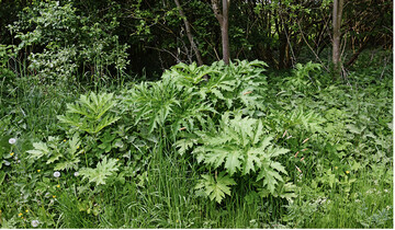 Der Riesenbrenklau (Heracleum mantegazzianum) gilt durch seine phototoxischen Eigenschaften als gefhrlicher Neophyt.