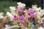 Das Indische Springkraut (Impatiens glandulifera) wurde unter anderem als Bienentrachtpflanze nach Deutschland gebracht und bildet dichte Bestände.