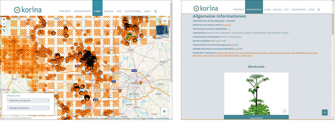 Auf der Homepage von Korina knnen Fundmeldungen invasiver Neophyten eingetragen werden. Pflanzensteckbriefe helfen bei der Bestimmung und liefern zustzliche Informationen zu den Arten.