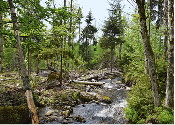 <strong>Abb. 1: </strong>Naturnaher Bach im Nationalpark Bayerischer Wald.