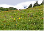 <strong>Abb. 3: </strong>Artenreiche Wiese zwischen Jenner und Schneibsteinhaus im Nationalpark Berchtesgaden.