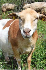 Scheu zeigen die Schafe kaum, besonders Vorwitzige unter ihnen fressen sogar aus der Hand.