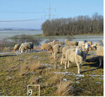 Auch im Winter sind die Schafe des NABU wenn möglich auf der Weide.