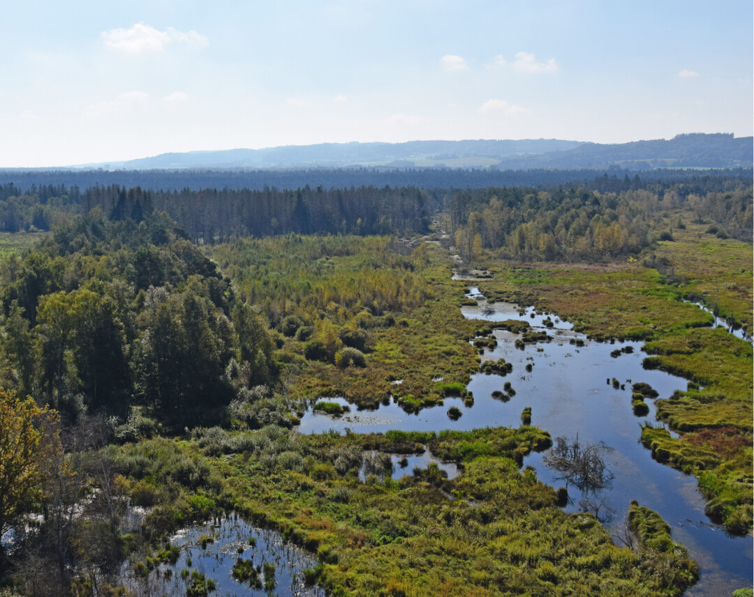 Renaturierung – hier das wiedervernässte Pfrunger-Burgweiler Ried – zählt zu den Schwerpunkten der EU-Naturschutzarbeit 2021.