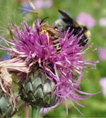 Abb. 2: Wildbienen sind wählerisch: In einer exemplarisch betrachteten einjährigen Blühmischung waren nur anCentaurea scabiosa , der einzigen heimischen (und mehrjährigen) Pflanze in der Mischung, Blütenbesucher wie Furchenbienen und Hummeln zu beobachten. Foto: Andreas Zehm