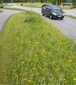 Abb. 1: Eine einjährige Blühmischung am Straßenrand mit fast nur fremdländischen Pflanzenarten. Trotz hohem Ressourceneinsatz (Arbeitsaufwand, Anschaffungskosten und dergleichen) wird nur eine minimale ökologische Aufwertung erreicht. Foto: Andreas Zehm