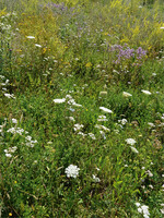 Abb. 4: Die Bayerischen KULAP-Mischungen zeichnen sich durch eine gute Wildarten-Auswahl aus, sind aber trotz der Größe und genetisch sehr unterschiedlichen Artenausstattung Bayerns nicht entsprechend den Regionen der Erhaltungsmischungsverordnung regionalisiert. Foto: Andreas Zehm