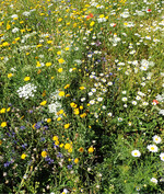 Abb. 6: Probeaussaat einer mehrjährigen, rund 35 Arten umfassenden Mischung für den bebauten Bereich im Ökologisch-Botanischen Garten Bayreuth. Wie in fast allen kommerziellen Mischungen für Privatnutzer sind schnell blühende Arten (zum Beispiel Kornblume oder Klatschmohn) als Ammenpflanzen vorhanden. Foto: Andreas Zehm